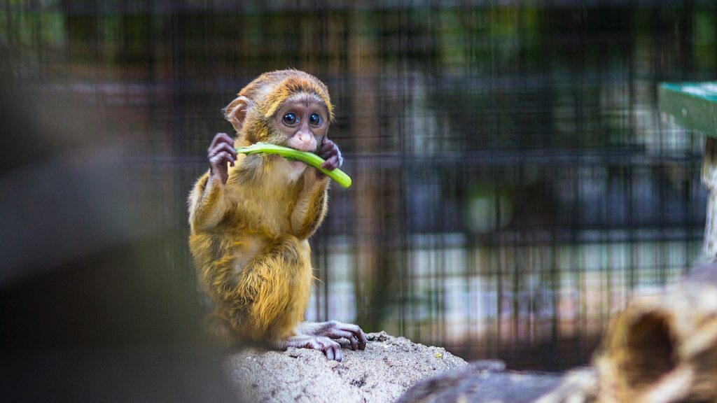 Honolulu Zoo