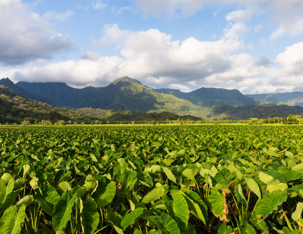 The Island of Kauai in 2019