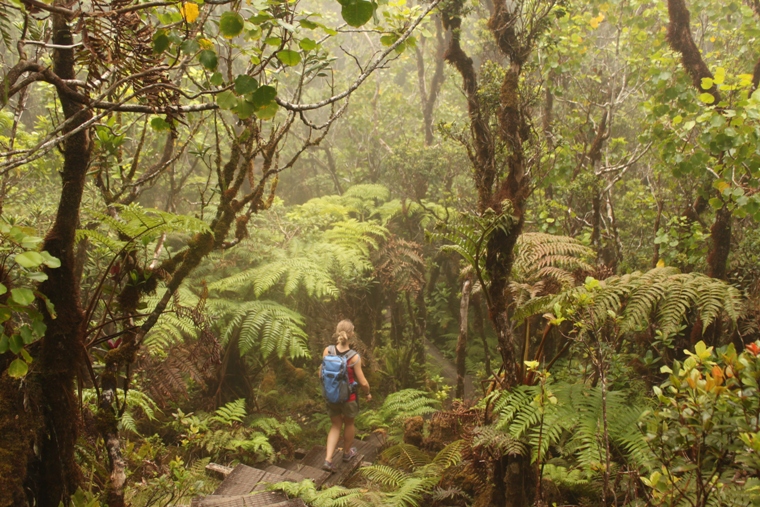 Alakai Swamp Trail