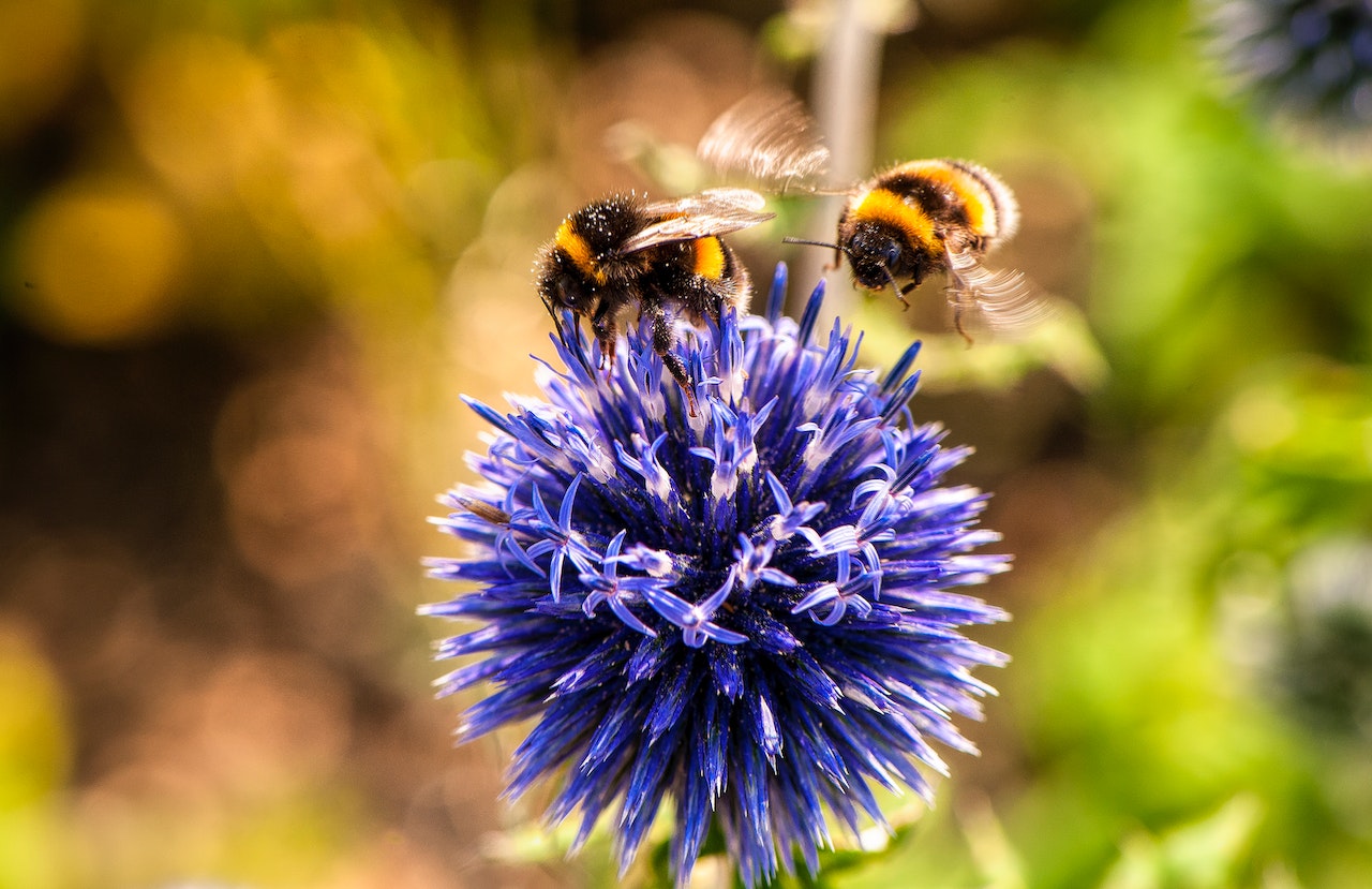 Hawaiian Bumblebee