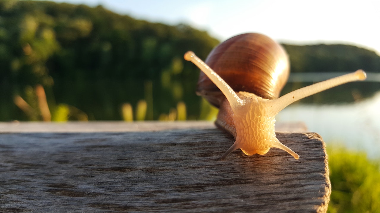 Hawaiian indigenous snails