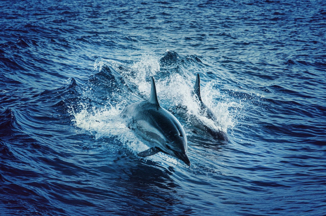 Swim with Dolphins in Hawaii