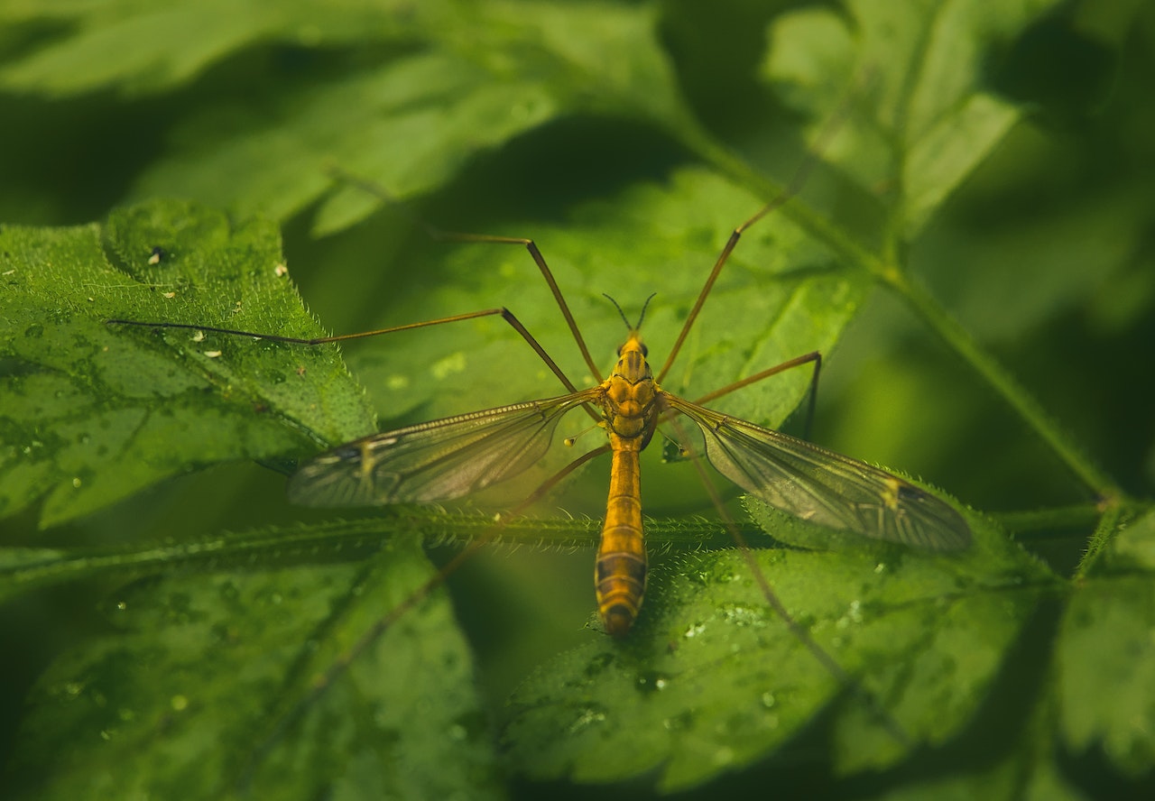 Hawaii-Mosquito