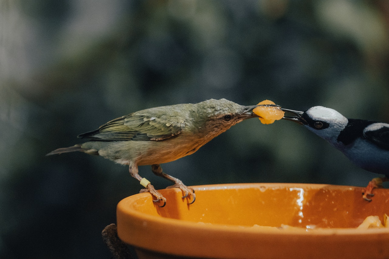 endangered honeycreeper