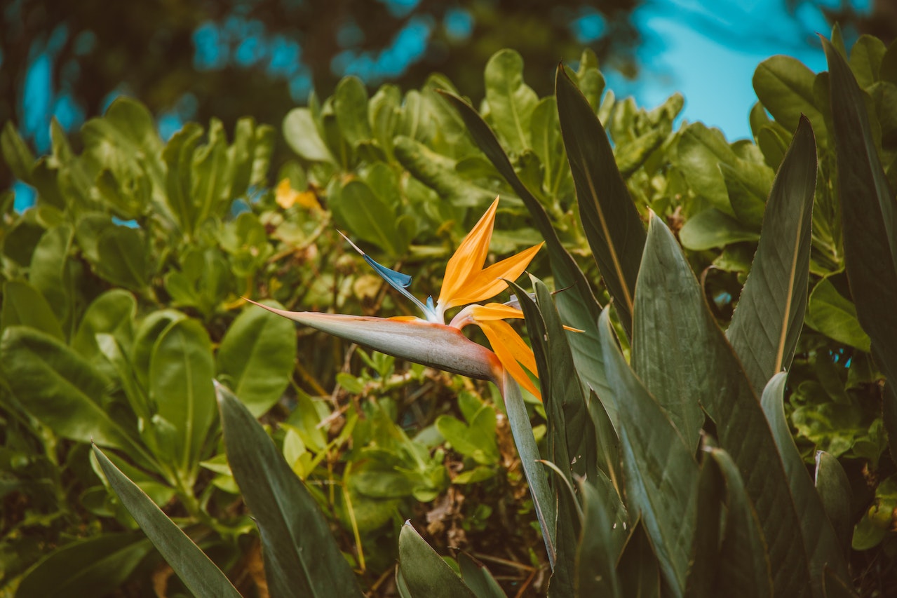 Hawaiian Flowers