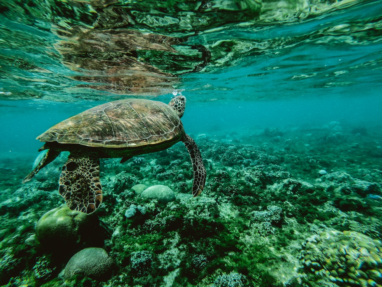 Lanikea Beach Turtle Spotting