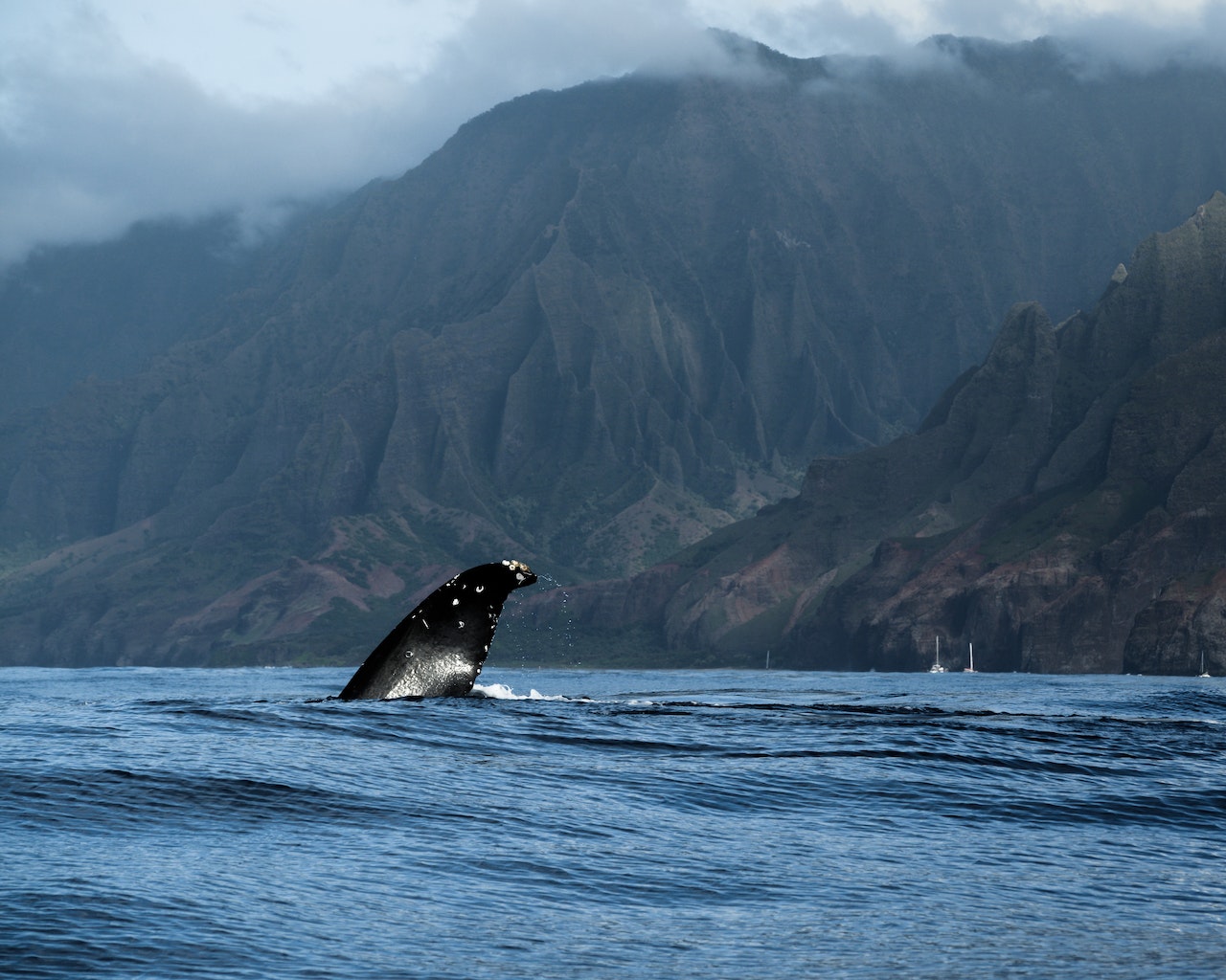 Whale Watching in Hawaii