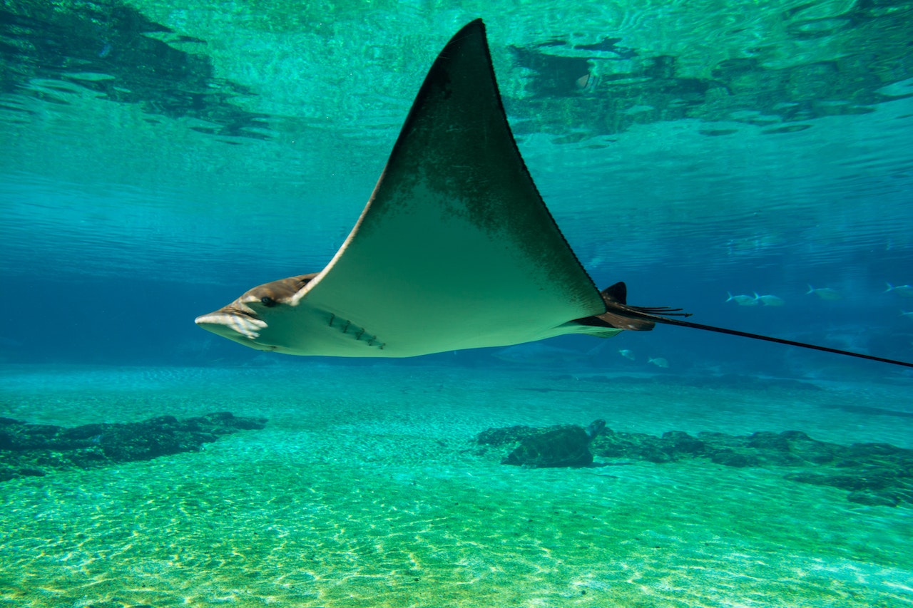 where to see manta rays in maui