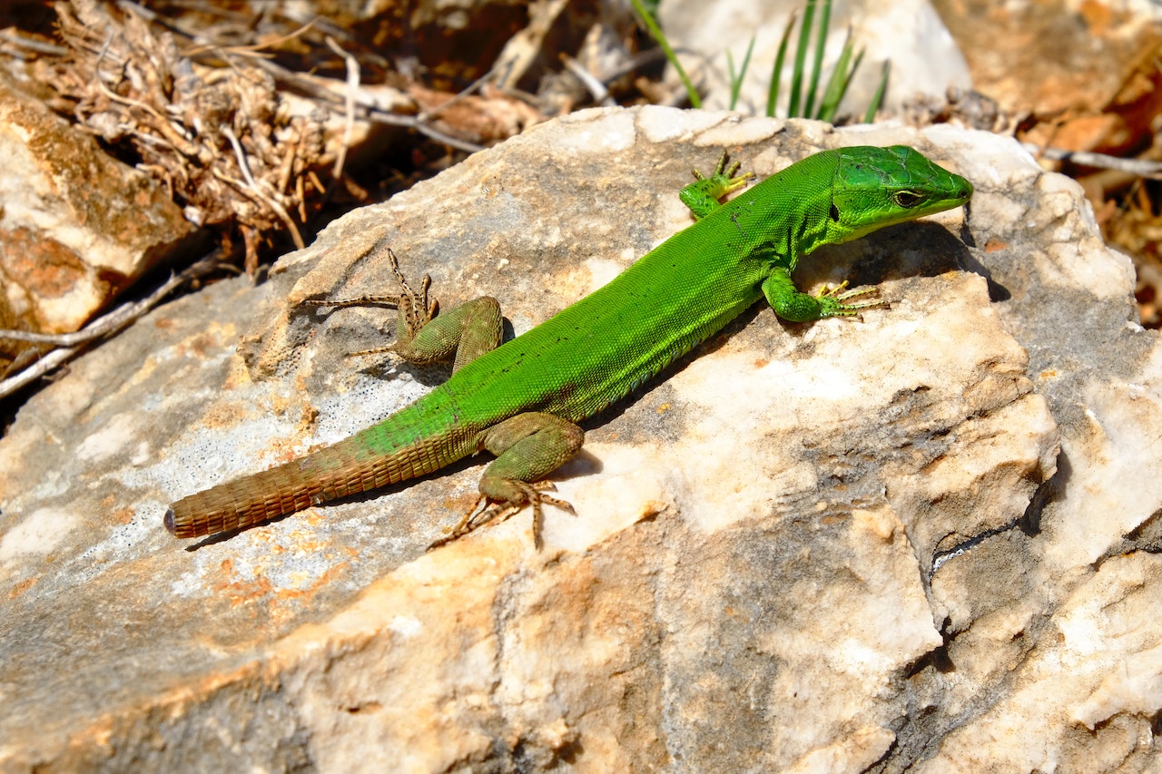 Hawaiian Geckos