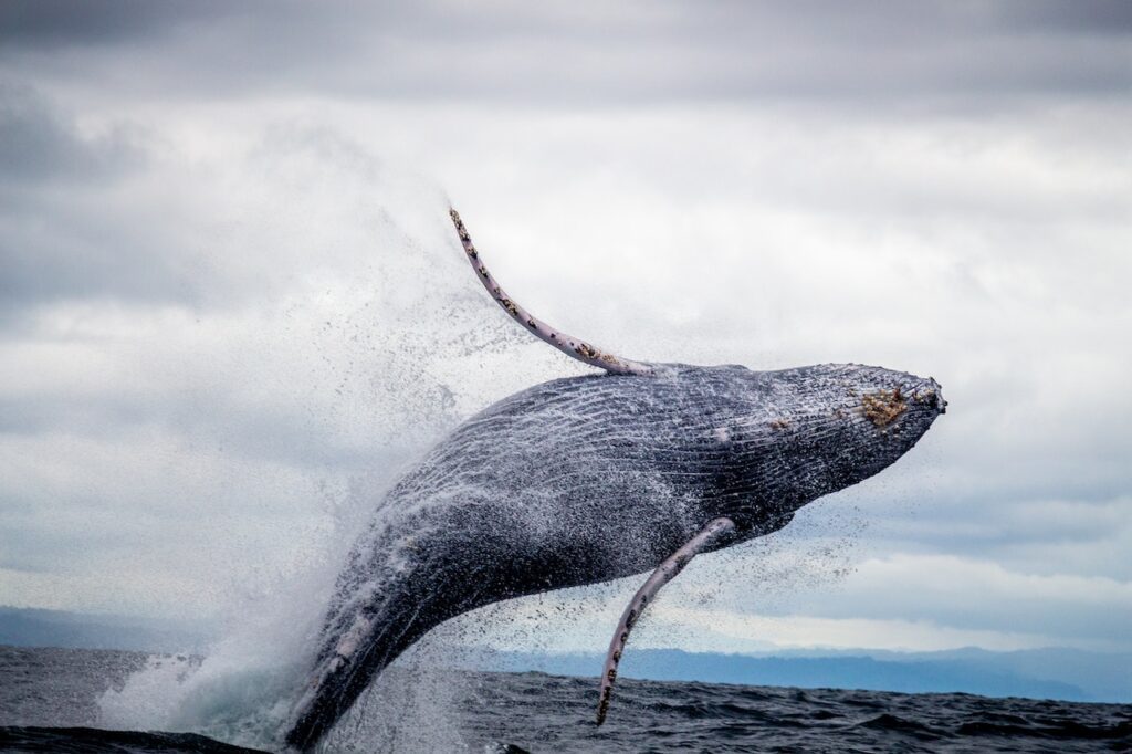 Hanauma Bay Humpback Whales