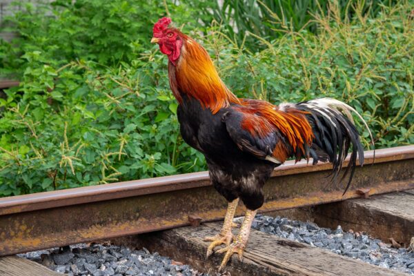 Hawaii Chicken