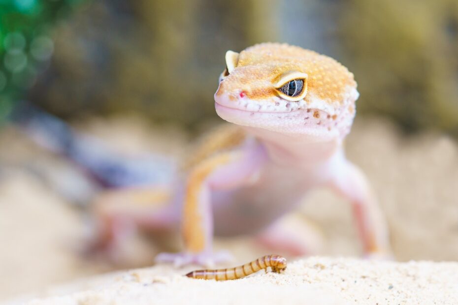 Hawaiian Gecko