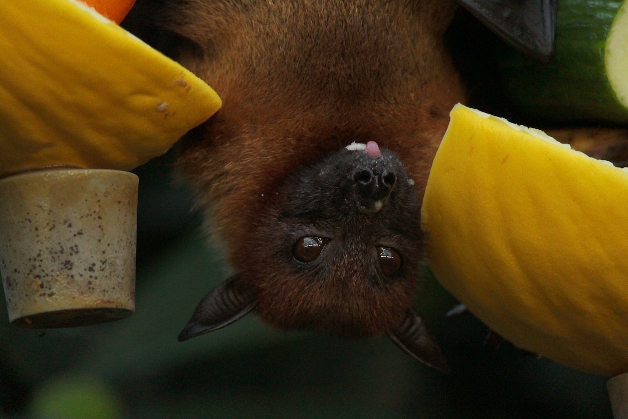 Hoary Bats in Hawaii