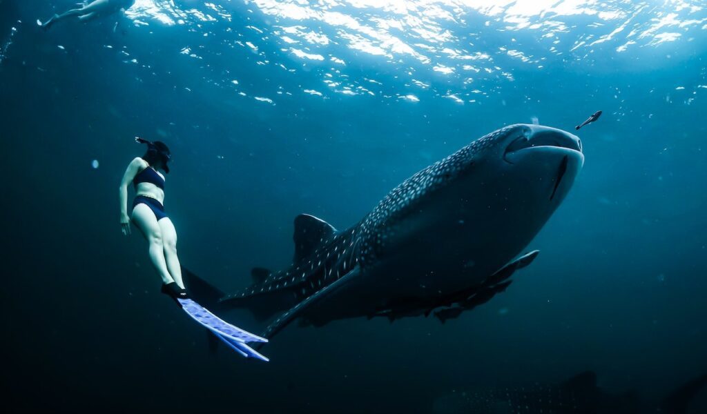 Oahu Shark Diving