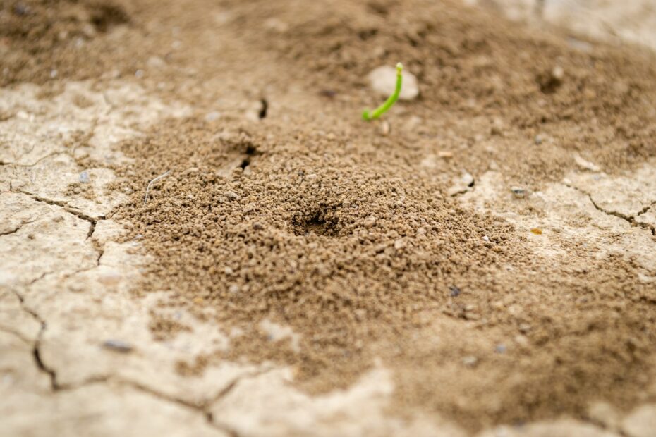 Termites in Hawaii