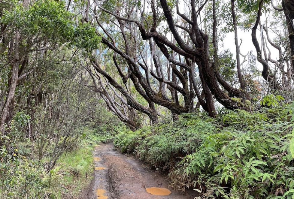 Maunahui Hike